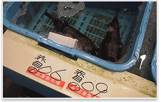 市場では赤目と呼ばれています